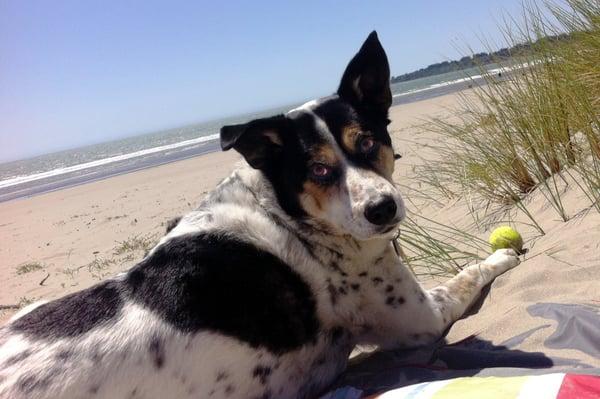 "A ball and the beach, it's the simple things that make life so good." Bandit.