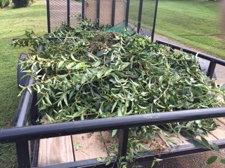 Hauling off all the Debris from shaping the shrubs and small trees.