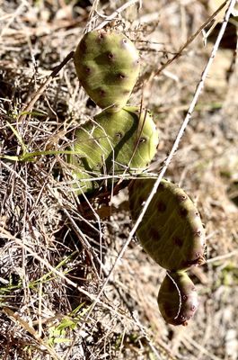 Prickly pear cactus 4-2022