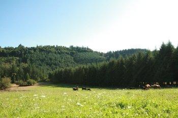 grazing fields! Beef salad bar!!