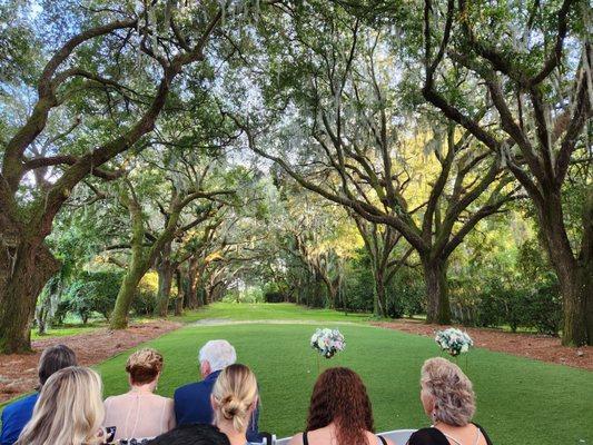 Avenue of oaks for ceremony