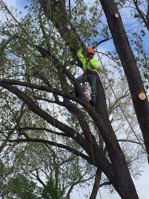 Jose, owner, operator climbing.  Tree removal