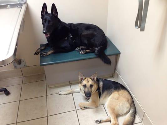 Wrigley & Beya waiting to see their fav doc: Dr. Hendrickson!