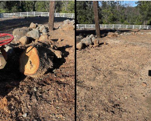 Fallen tree with remaining stump