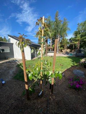 Fuerte (cold hardy) Avocado tree w/ the proper spoil, fertilizer and mulch.