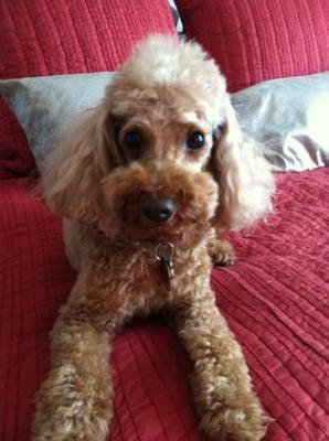 Bruno with his just-coiffed haircut from Ruff Is Ready.