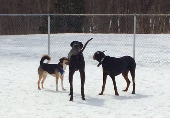 Chief, Trauma and Buddy.