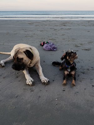 Abby and Thor working on waiting at the beach around other humans and dogs