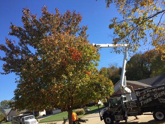 BCS Tree Service