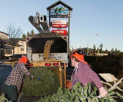 Tree Care & Service Pasadena