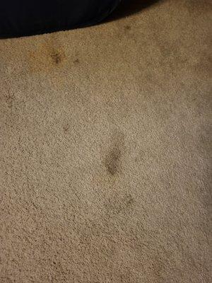 Stains on carpet