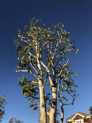 Sycamore tree reduced before the fall