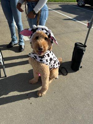 Brody dressed up as a cow!