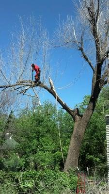 No tree too big.