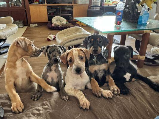 Hina and her siblings at her foster mama's home on the big island. She kept me informed about Hina and sent me pictures etc.