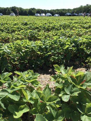 Strawberries!