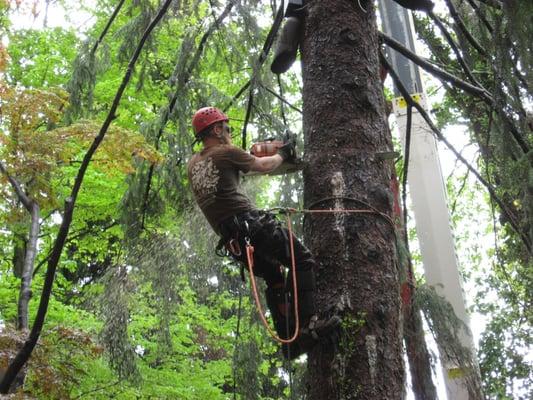 Shechtman Tree Care