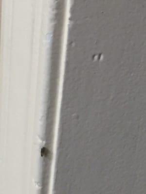 Roach on wall in room