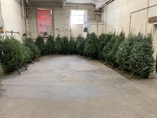 Christmas Trees of all sizes 3' tabletop up to 12'.