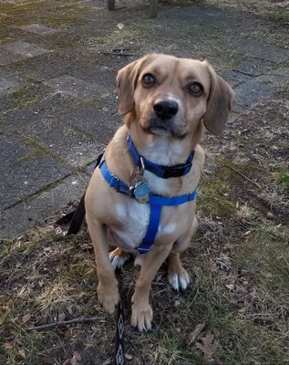 Max, our MatchDog Rescue dog!