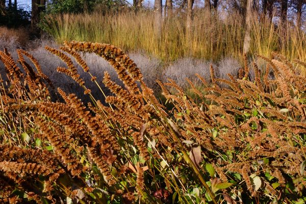 Malvern Garden, fall interest, design and install by Donald Pell Gardens