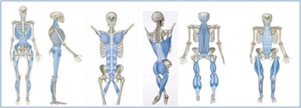 Restorative Chiropractic BodyWork Series targets the body's major fascial lines and more in 6 independent bodywork sessions.