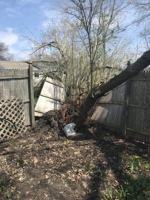 Fallen Tree on Windy Day