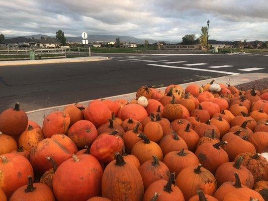 Halloween Punkin' Patch