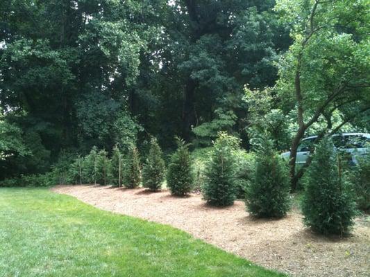 Plantings in McLean