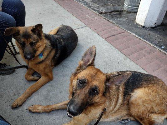 Zeus and Alita at the Sierra Tap House on the Riverwalk