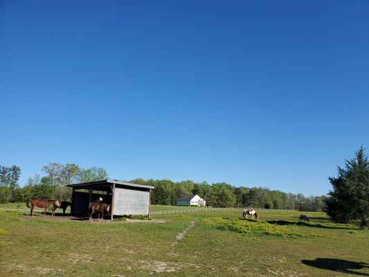 Pasture boarded horses have access to run in sheds.