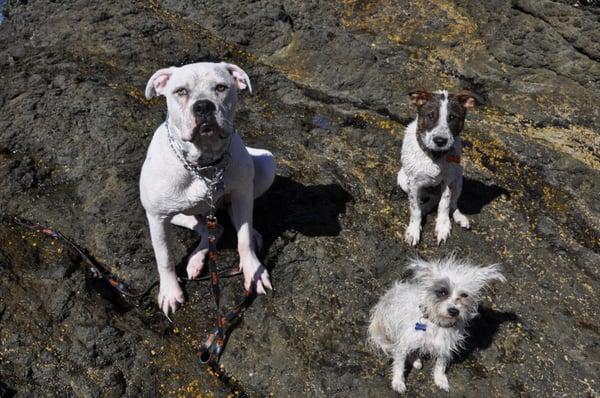 Flynn, Timber, & Carlton, Fort Cronkite, Sausalito.