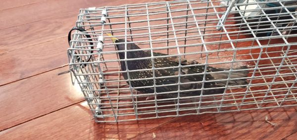 The European Starling that was stuck in our wall