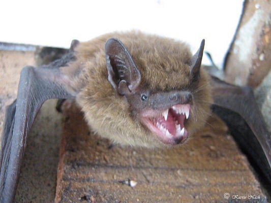 Bats can be scary!