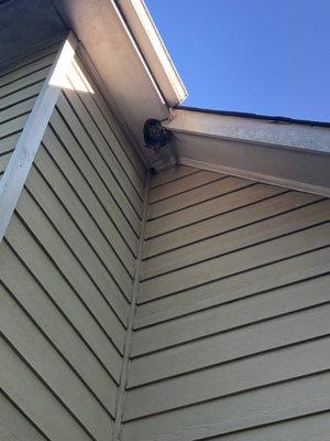 View of large nest on eaves