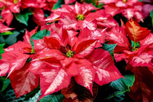 We're opening for Christmas on 11/24/15 and will be selling poinsettias (among other Christmas decorations and plants)!