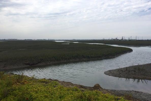 Pristine wetlands on an overcast day