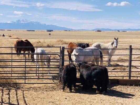 New Yaks meet the Herd