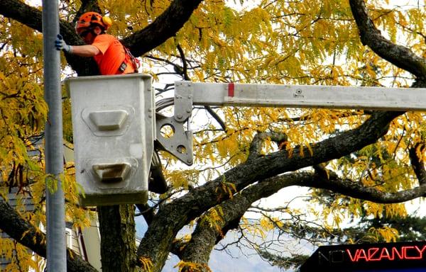 Thornless Honey Locust Pruning at the Oak St Hotel in Hood River