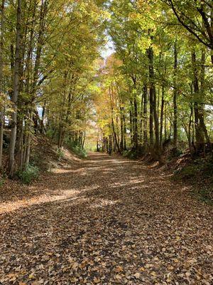 On the creeper in the fall