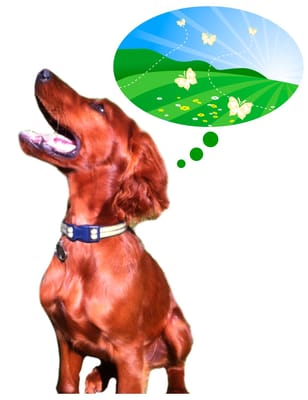 Buzzy Bark-N-Run dog camp's LOGO