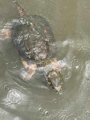 Snapping turtles at the dock about halfway through the trip.  There's a lot!