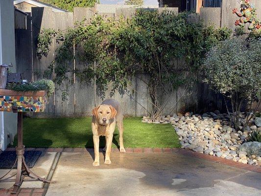 My pup quickly adapted to "using" her piece of fake turf for doing "her business"