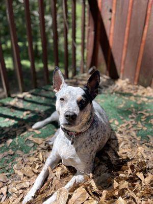 Penne loves Ivy Pet Resort