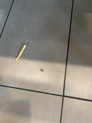 One of the roaches by my table and the fry was already there from previous customers