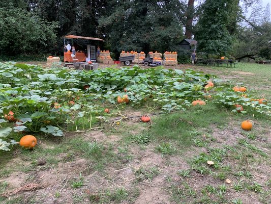 Papa's pumpkin patch October 2. 2022