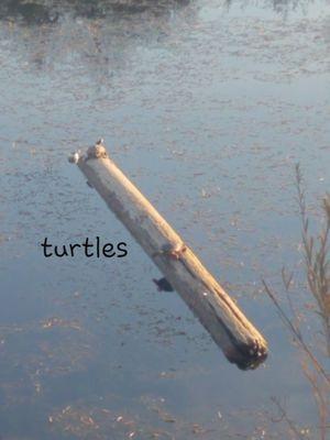 Turtles on a log