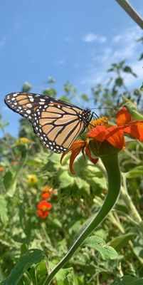 We found many butterflies all around the Farm.