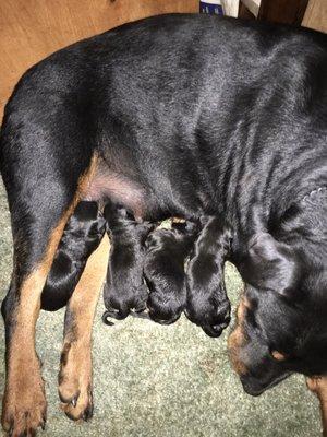 Nebraska Rottweilers