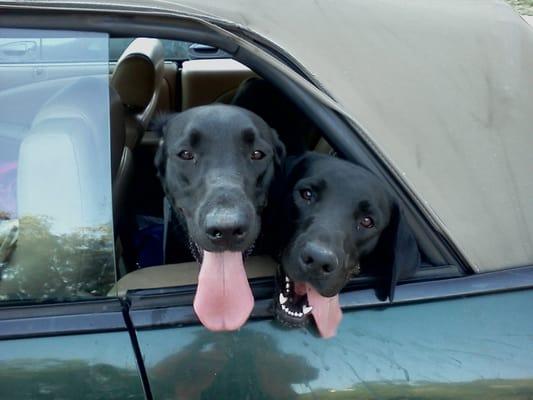 After dog park they are happy and tired :)